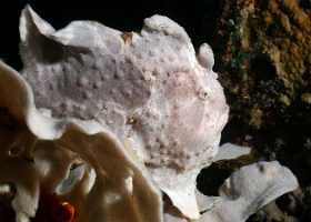 Komodo 2016 - Giant frogfish - Antenaire geant - Antennarius commerson - IMG_6270_rc